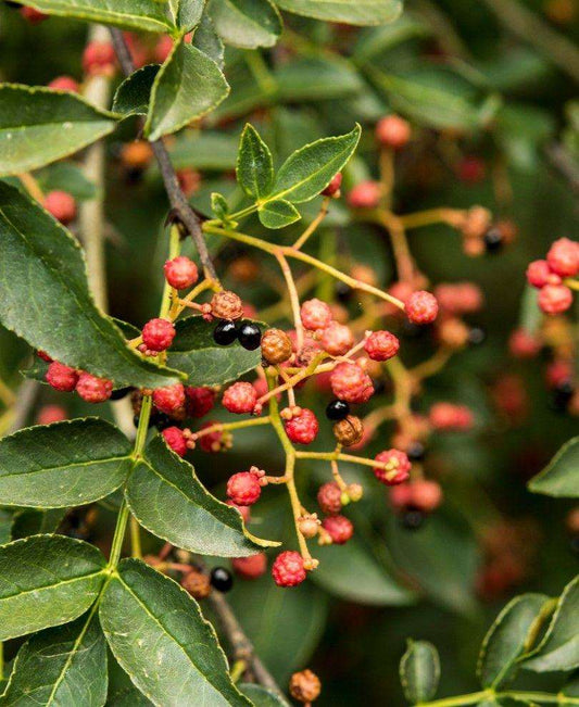  Sechuan Pepper