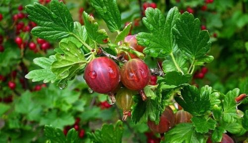 Alpha Little Ben Gooseberry
