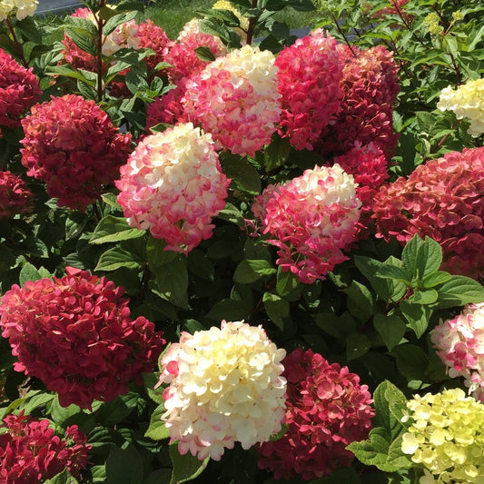  Little Lime Punch® Hydrangea