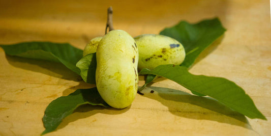  Mango Paw Paw