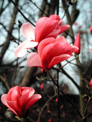  Galaxy Magnolia
