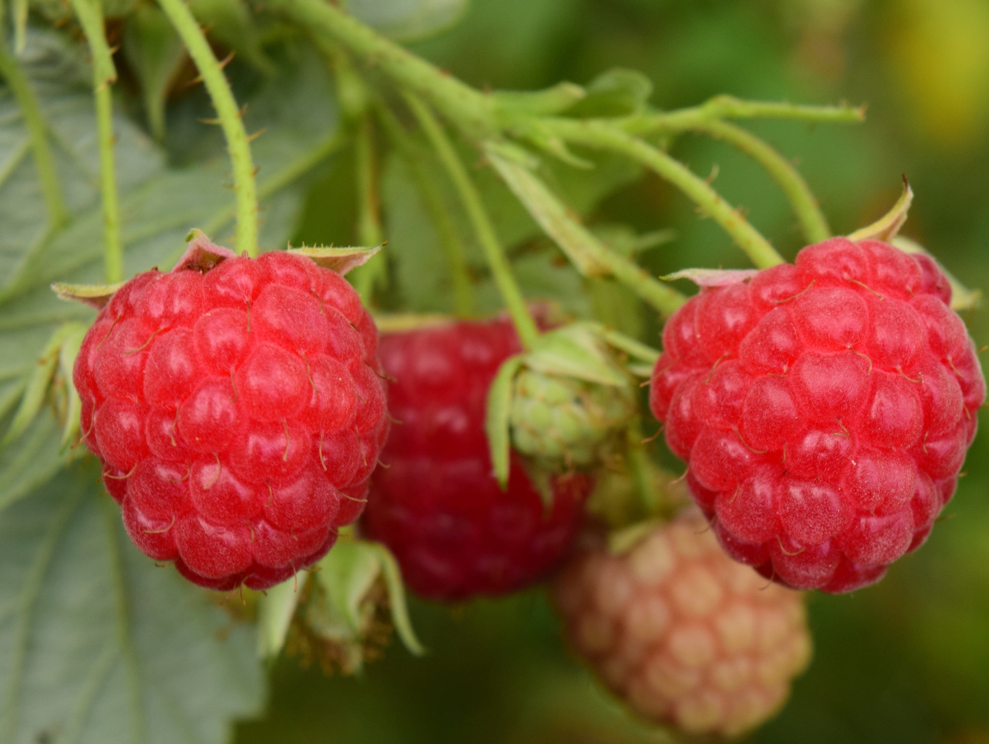 Alpha Nova Raspberry