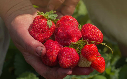  Ozark Strawberry
