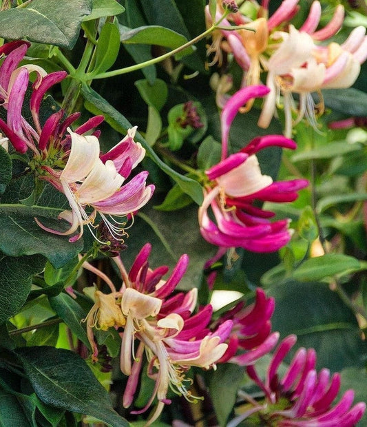  Peaches And Cream Honeysuckle