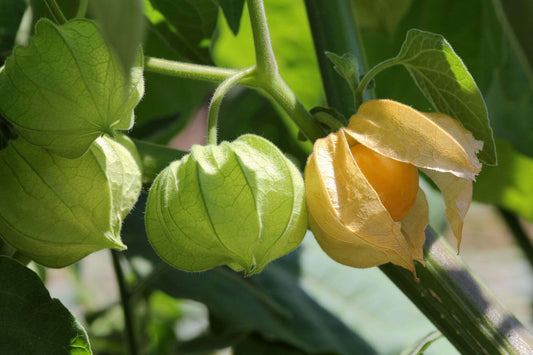  Goldenberry