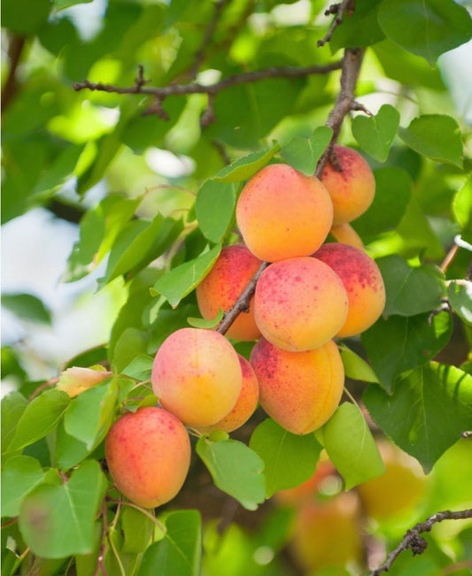  Pixie Cot Apricot