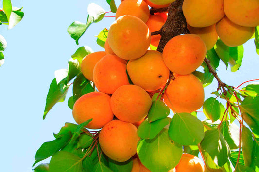  Tilton Apricot