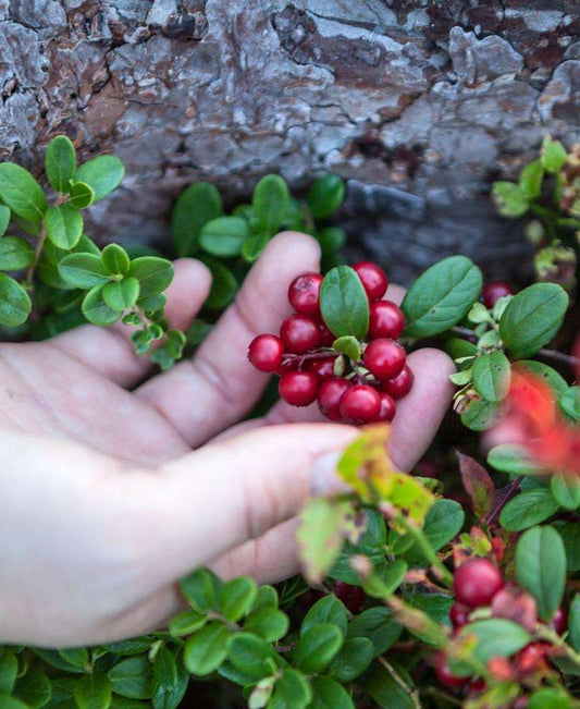  Red Pearl Lingonberry