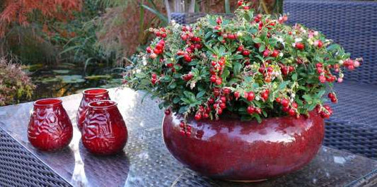  Red Candy Lingonberry