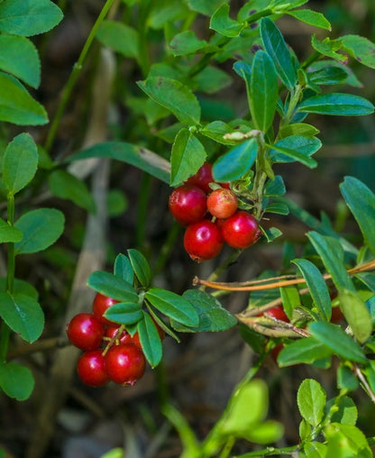  Arctic Blast Lingonberry Bundle (6 Plants)