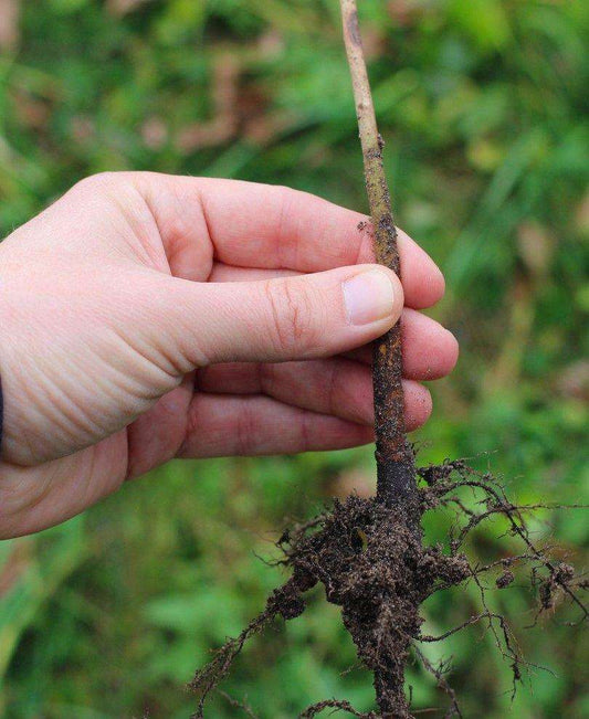  Geneva® 30 Apple Rootstock
