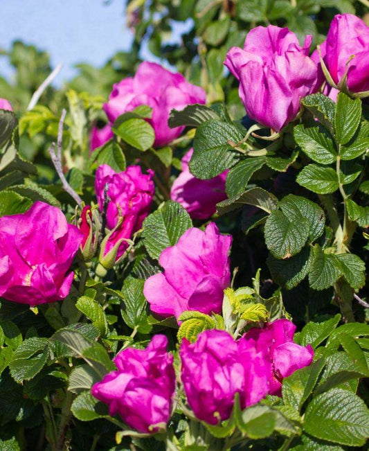  Rosa Rugosa 'Rubra'