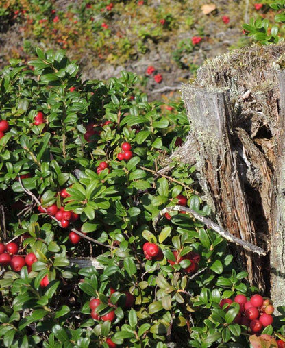  Arctic Blast Lingonberry Bundle (6 Plants)