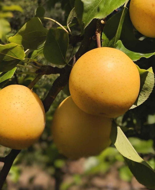  Combo Asian Pear Tree (4 Varieties)