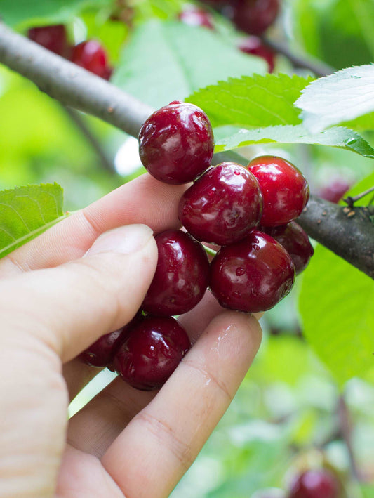  Combination Cherry Tree (3 Varieties)