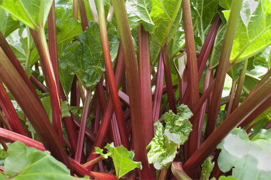  Strawberry Rhubarb Bundle