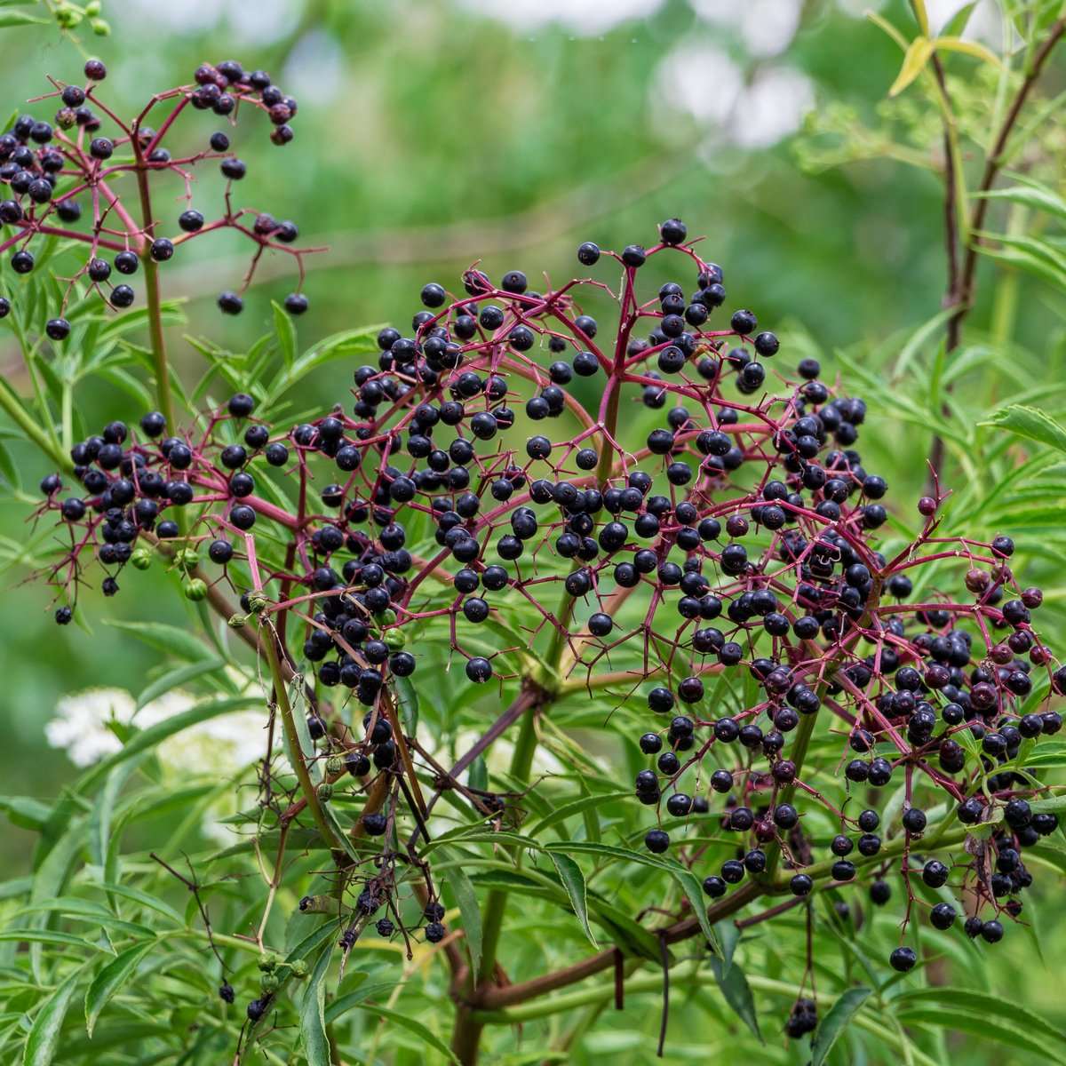  Superior Black Elderberry Bundle (Twin Pack)