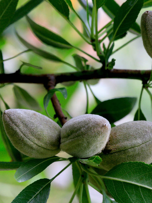  Nikita's Pride Almond™