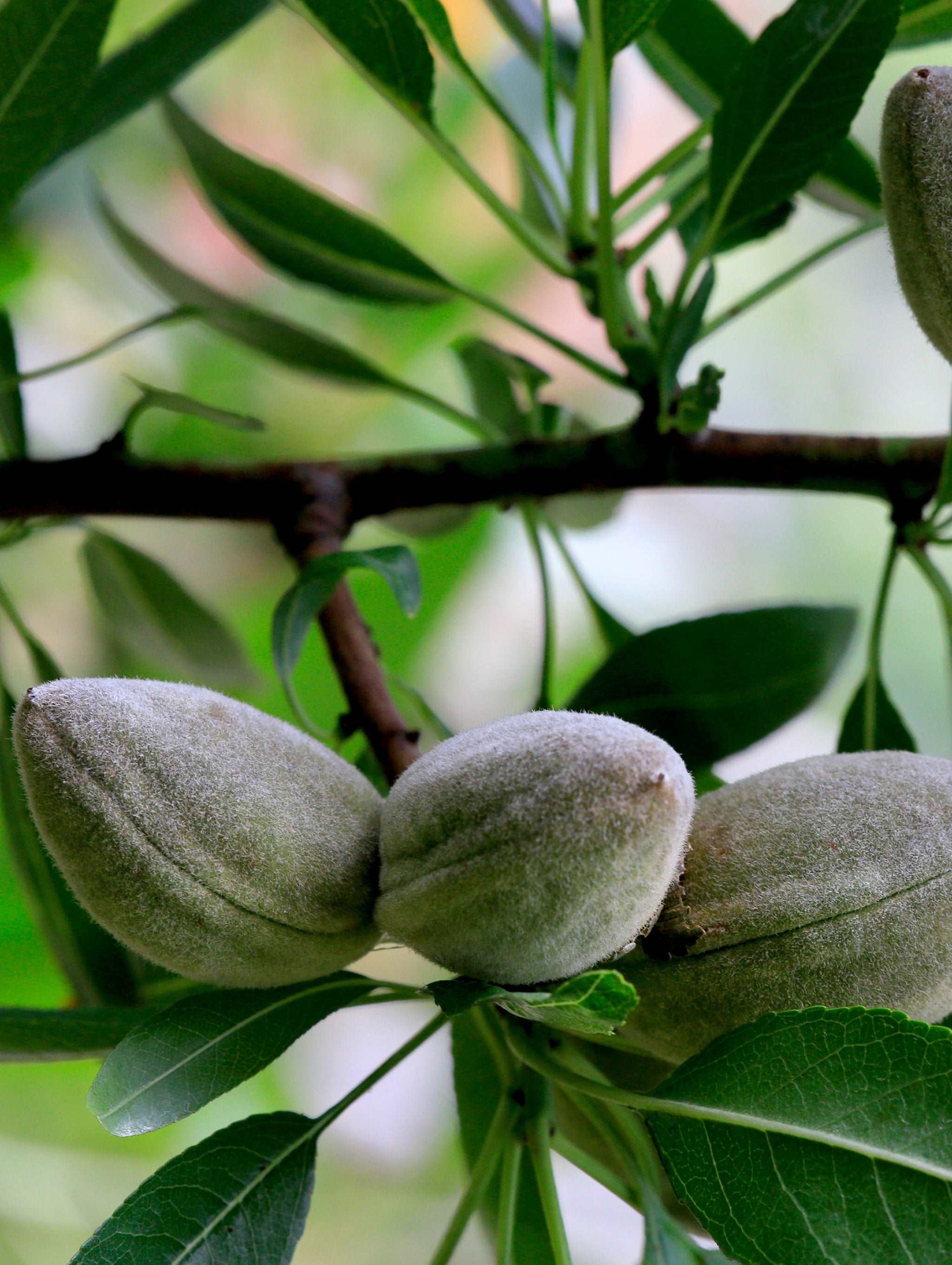 Oracle Almond™