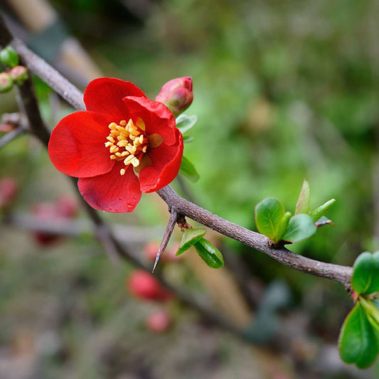  Crimson And Gold Flowering Quince