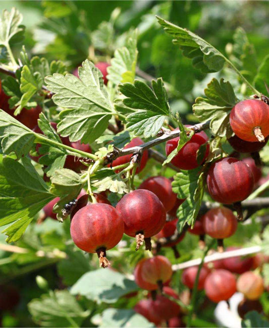  Sabine Gooseberry