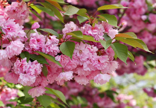  Kwanzan Flowering Cherry