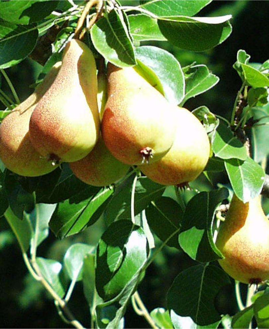  Bella Di Guigno European Pear