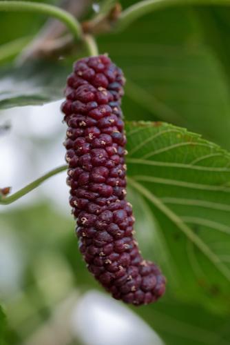  Pakistan Fruiting Mulberry