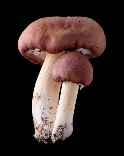  King Stropharia Garden Giant Spawn