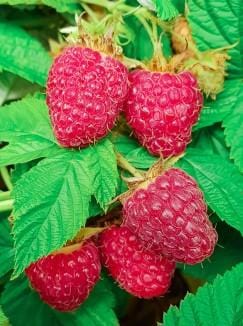  Caroline Raspberry