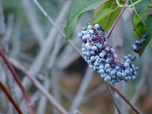  Blue Elderberry
