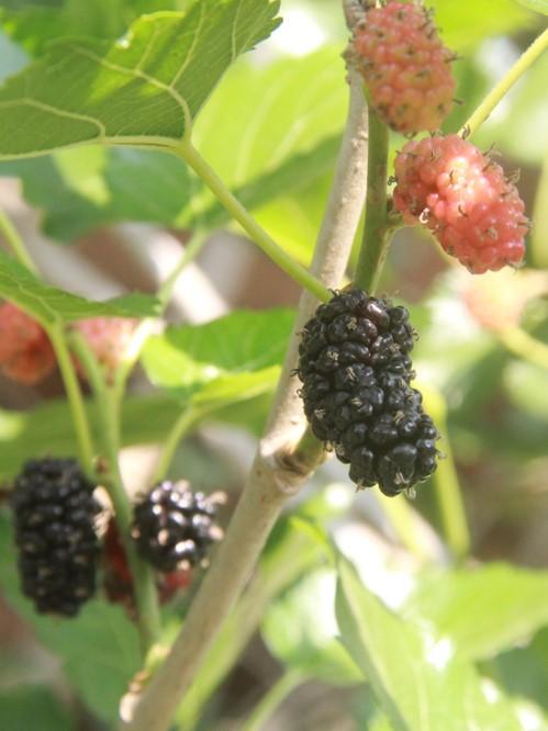  Kokuso Korean Mulberry