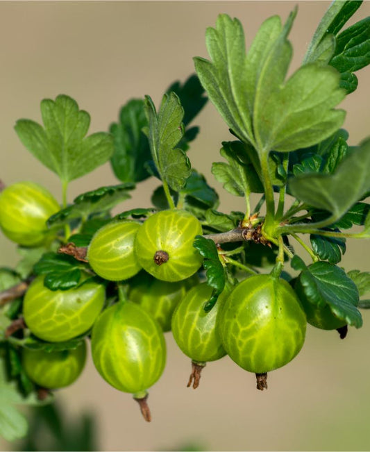  Invicta Gooseberry
