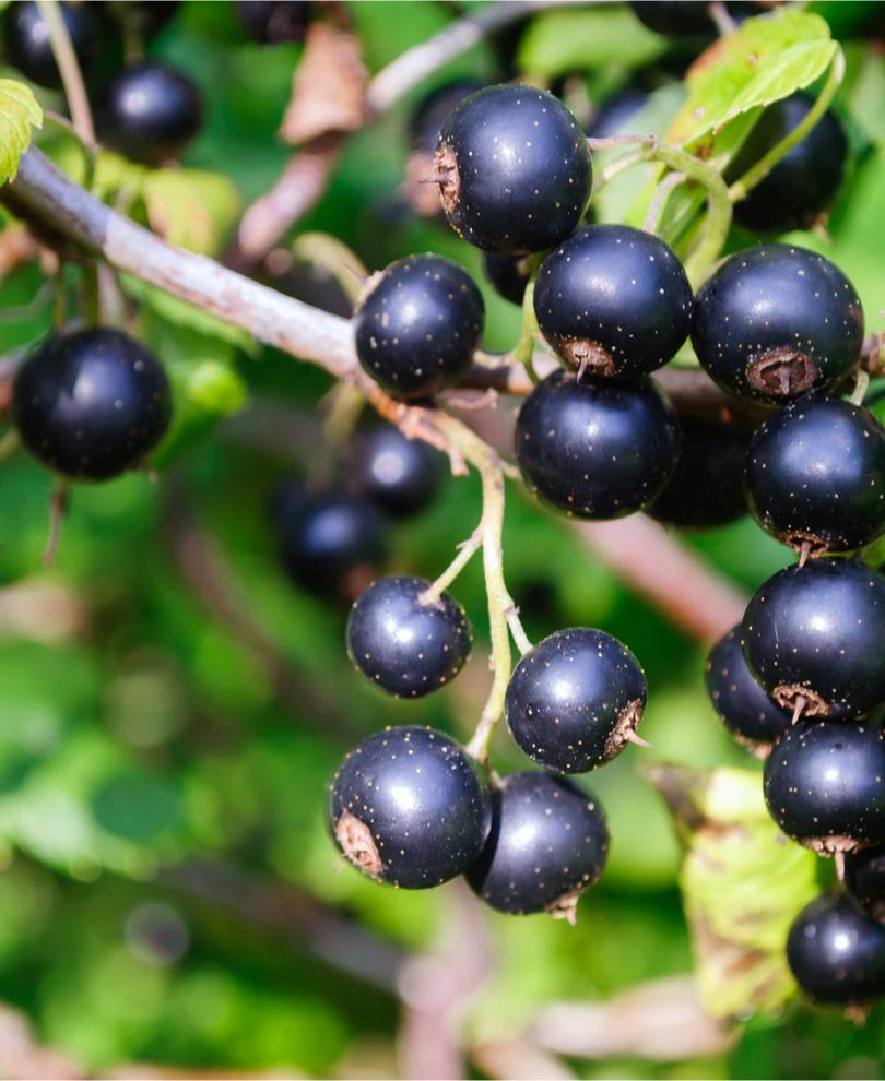  Ben Lomond Black Currant