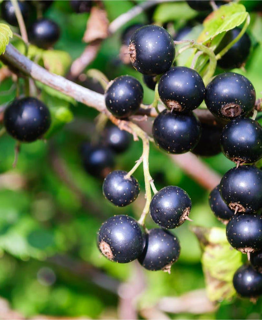  Ben Lomond Black Currant