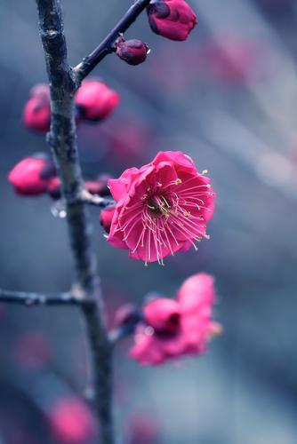  Kanko Bai Flowering Apricot