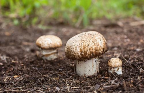  Almond Portobello Garden Spawn