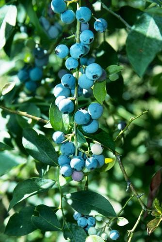  Sunshine Blue Blueberry