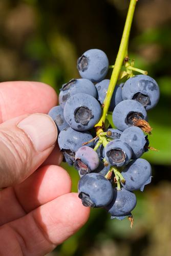 Alpha Northblue Blueberry