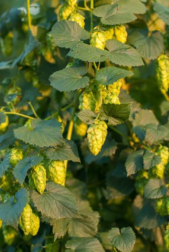  Sterling Hops