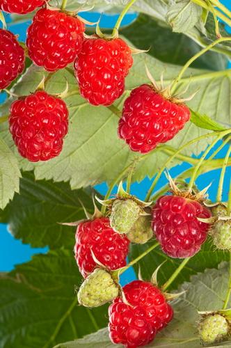  Cascade Delight Raspberry