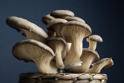  Oyster Mushroom Dowels (100)