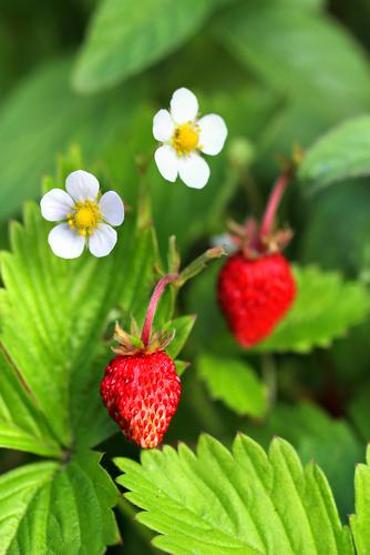  Mignonette Alpine Strawberry