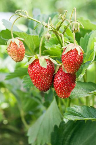  Eversweet Strawberry Bundle (3 Packs)