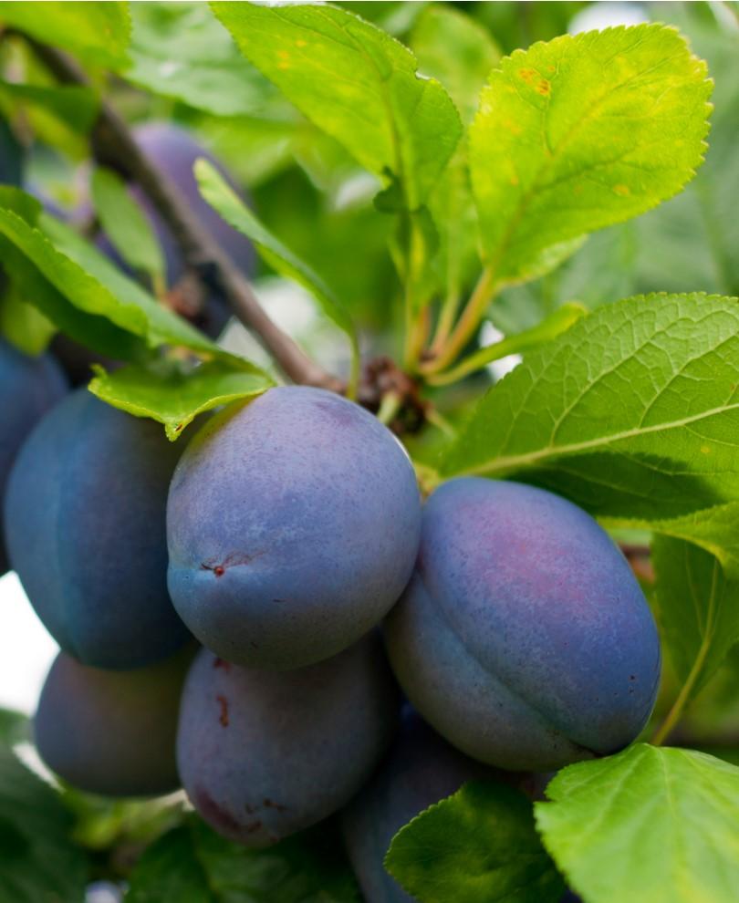  Combo European Plum Tree (4 Varieties)