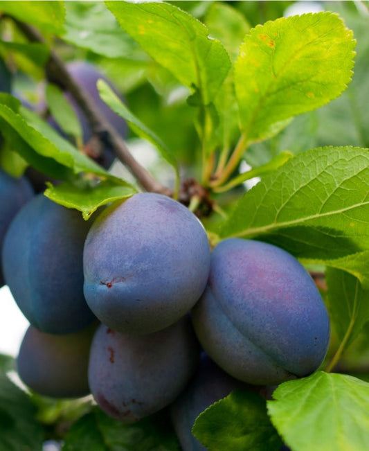  Combo European Plum Tree (4 Varieties)
