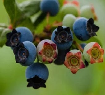 Alpha Star Blueberry