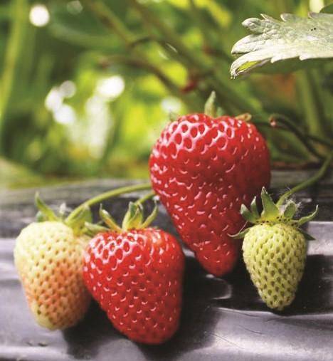  Albion Strawberry