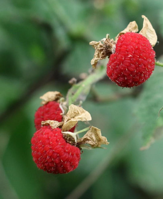  Thimbleberry