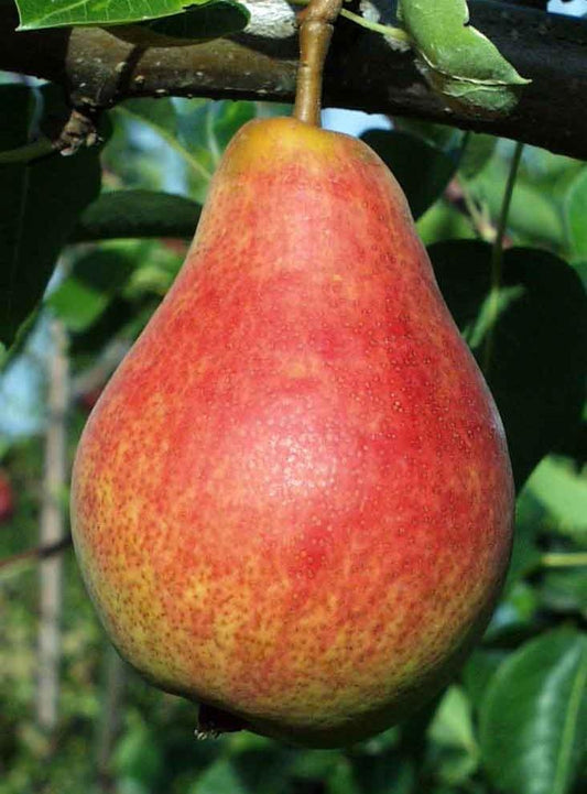  Combo European Pear Tree (5 Varieties)